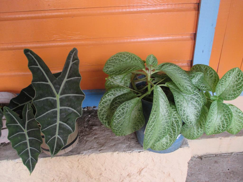 Hotel Flemming Tree Providencia Island Exterior foto